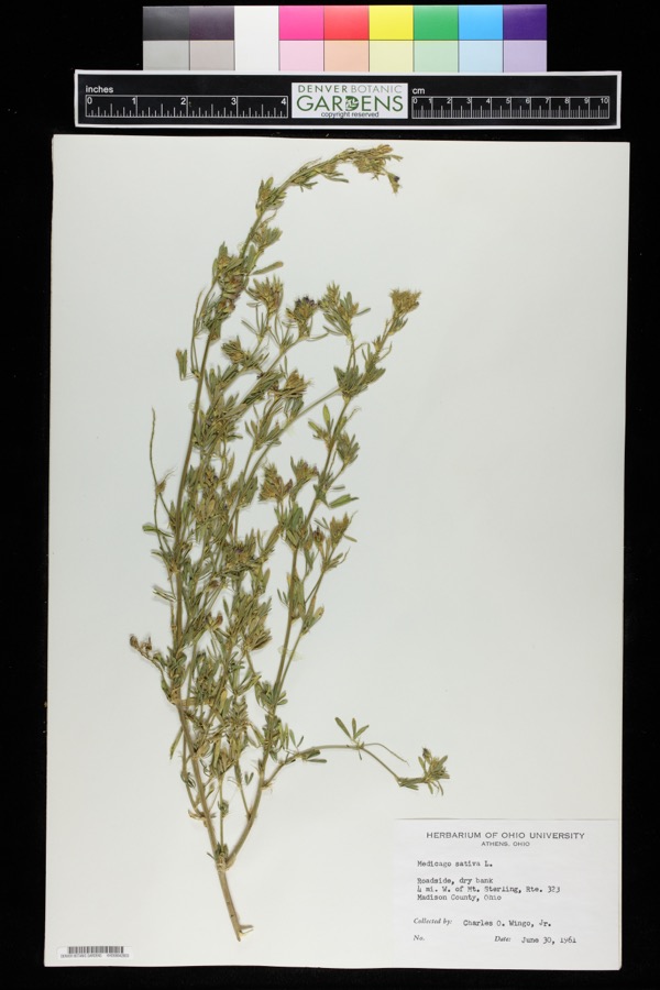 Specimen of Medicago sativa L.