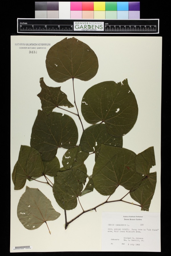 Specimen of Cercis canadensis L.