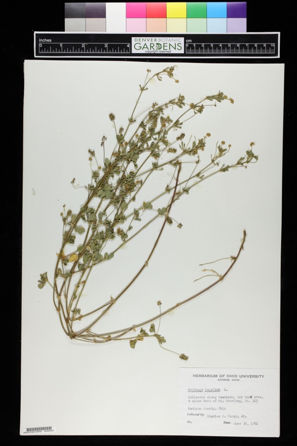 Specimen of Medicago lupulina L.