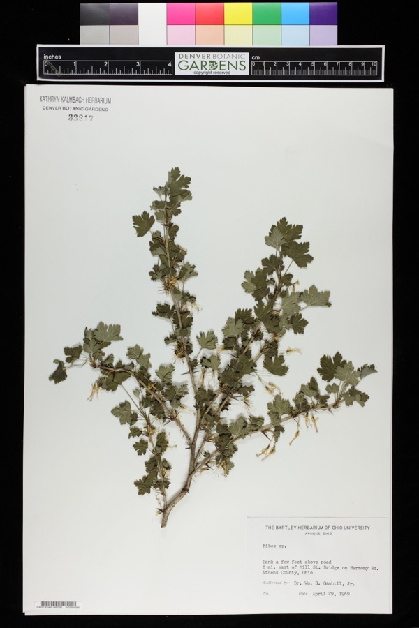 Specimen of Ribes L.
