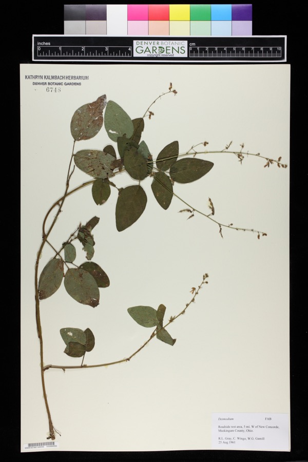 Specimen of Desmodium Desv.