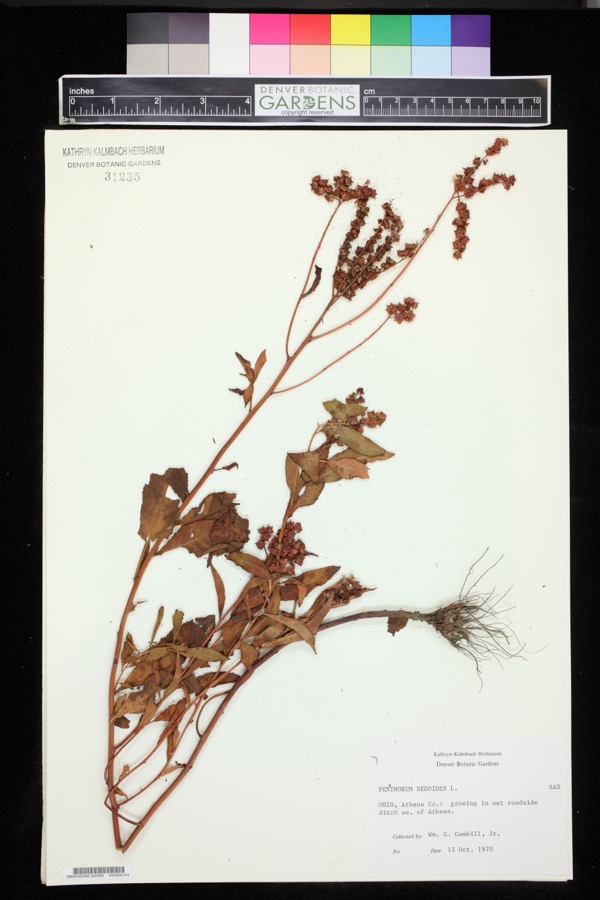 Specimen of Penthorum sedoides L.