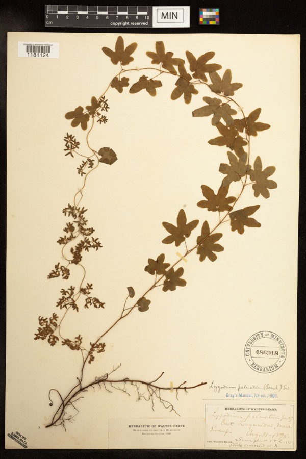 Specimen of Lygodium palmatum (Bernh.) Sw.