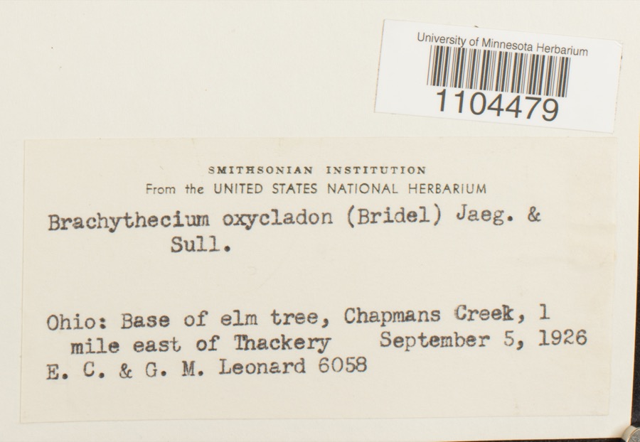 Specimen of Brachythecium oxycladon (Brid.) A.Jaeger