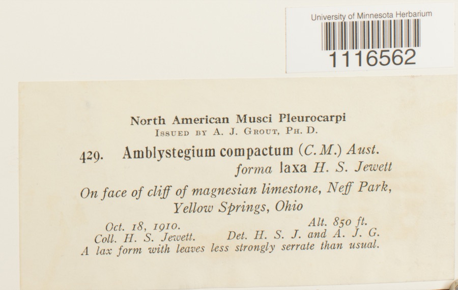 Specimen of Conardia compacta (Müll.Hal.) H.Rob.