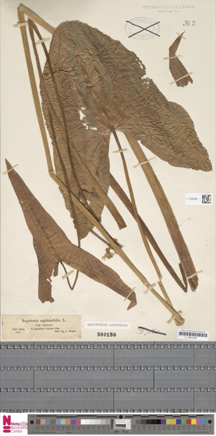 Specimen of Sagittaria latifolia Willd.