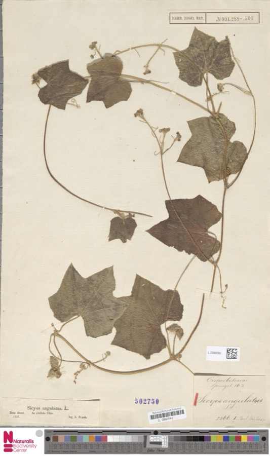 Specimen of Sicyos angulatus P.J.Bergius