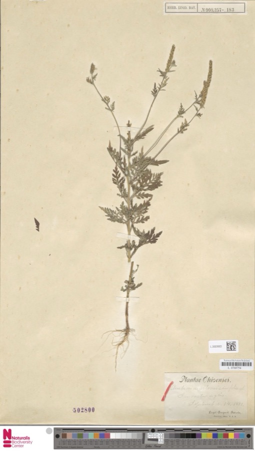 Specimen of Ambrosia artemisiifolia L.