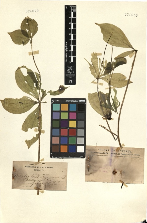 Specimen of Medeola virginiana L.