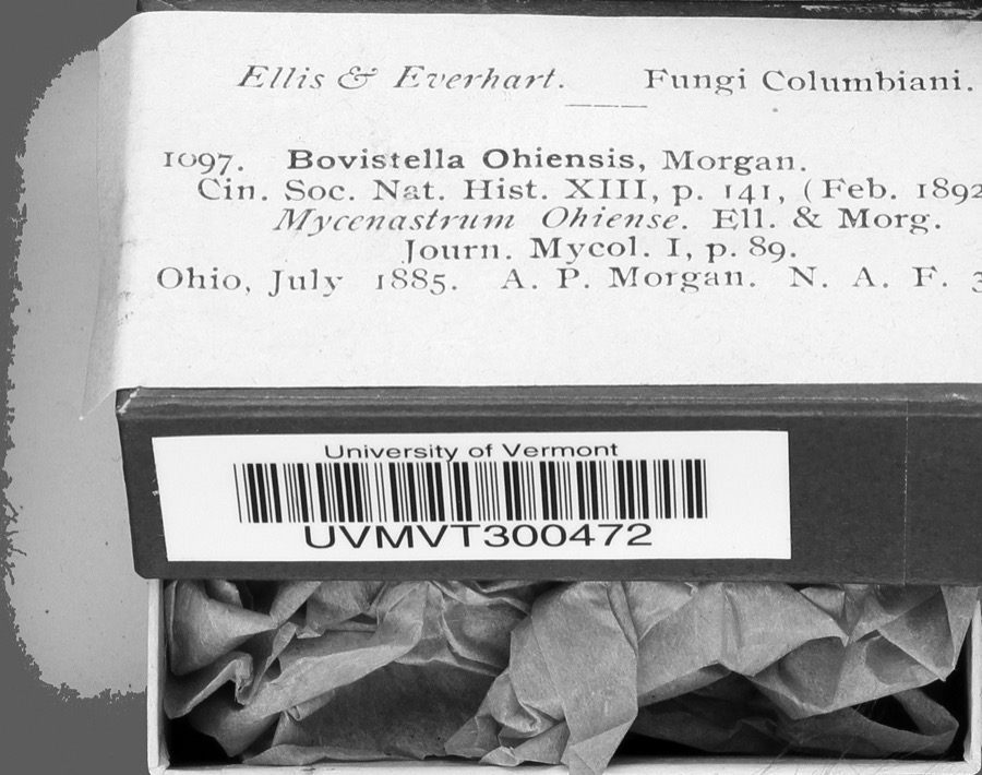 Specimen of Bovistella Morgan