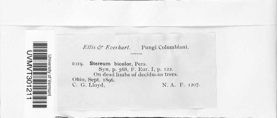 Specimen of Stereum bicolor (Pers.) Fr.