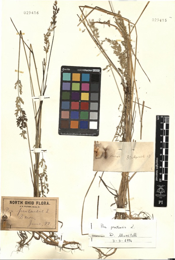 Specimen of Poa pratensis L.