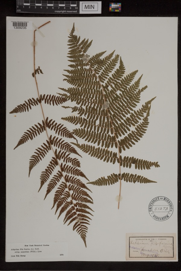 Specimen of Athyrium filix-femina var. angustum (Willd.) G.Lawson