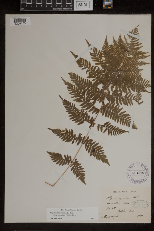 Specimen of Athyrium filix-femina subsp. angustum (Willd.) R.T.Clausen