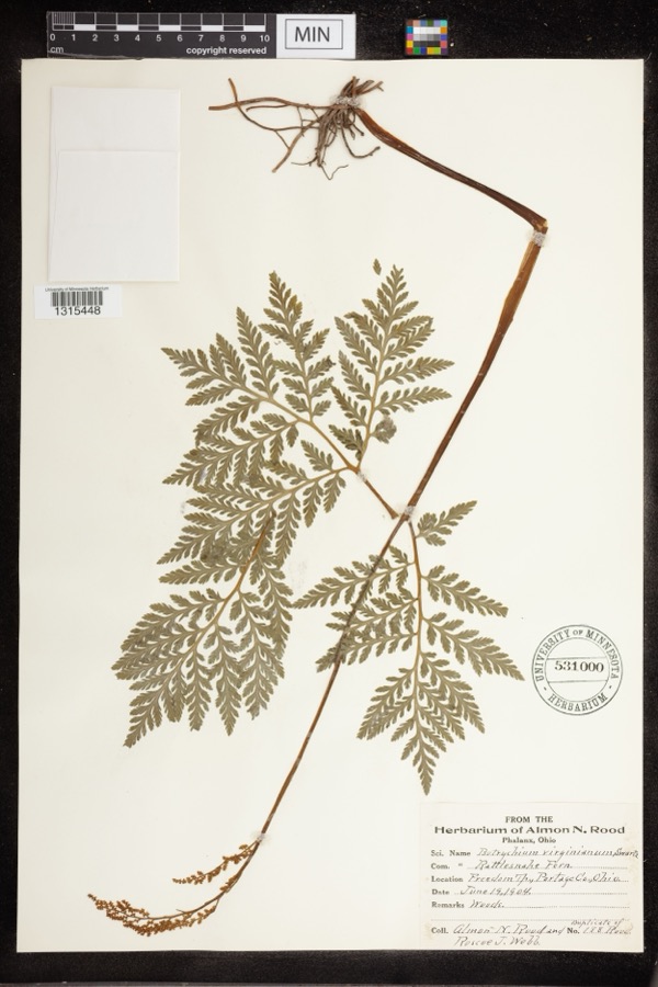 Specimen of Botrychium virginianum (L.) Sw.