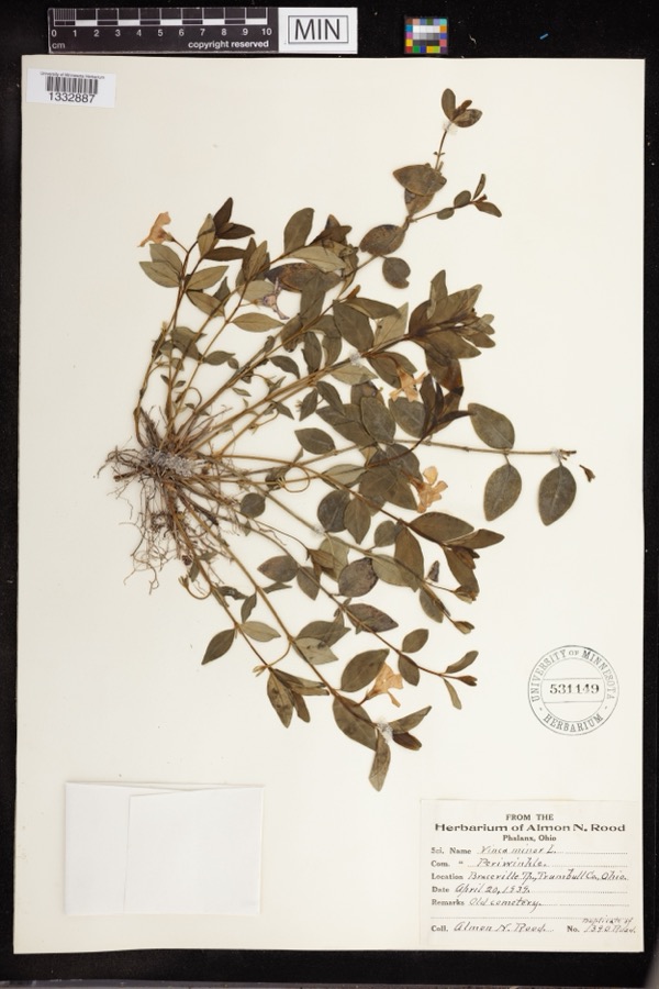 Specimen of Vinca minor L.