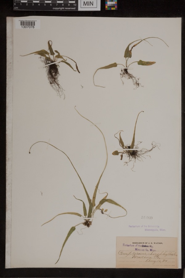 Specimen of Camptosorus rhizophyllus (L.) Link