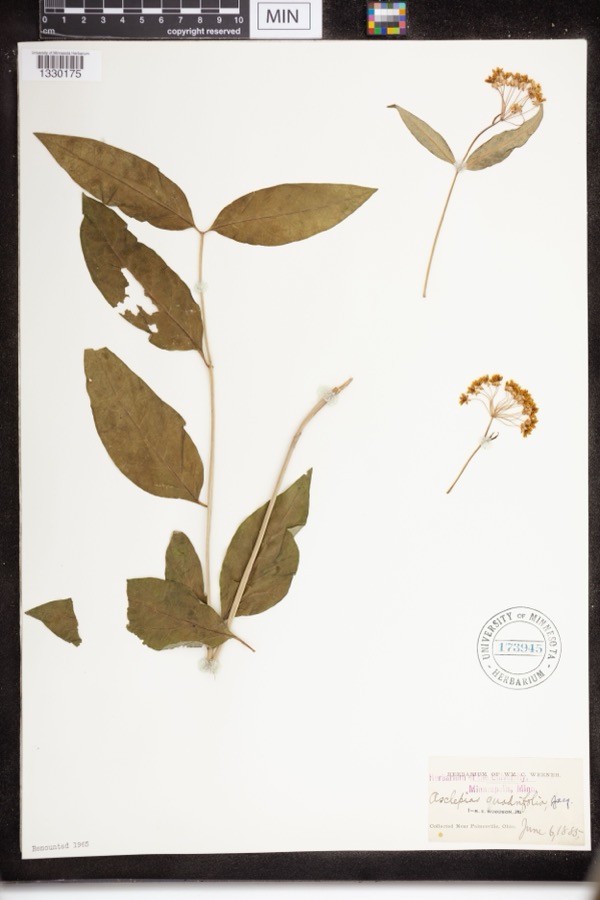 Specimen of Asclepias quadrifolia Jacq.