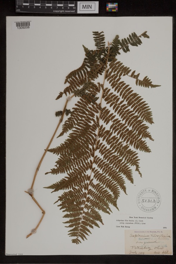 Specimen of Athyrium filix-femina var. angustum (Willd.) G.Lawson