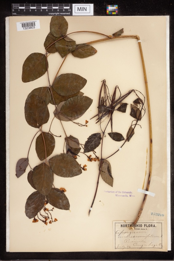 Specimen of Apocynum androsaemifolium L.