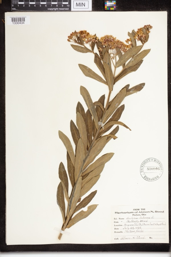 Specimen of Asclepias tuberosa L.