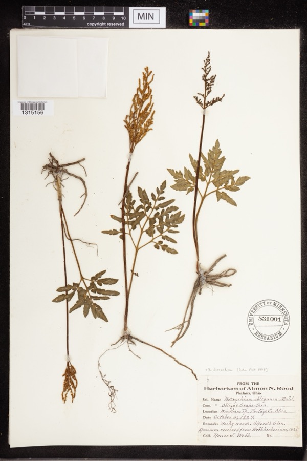 Specimen of Botrychium dissectum Spreng.