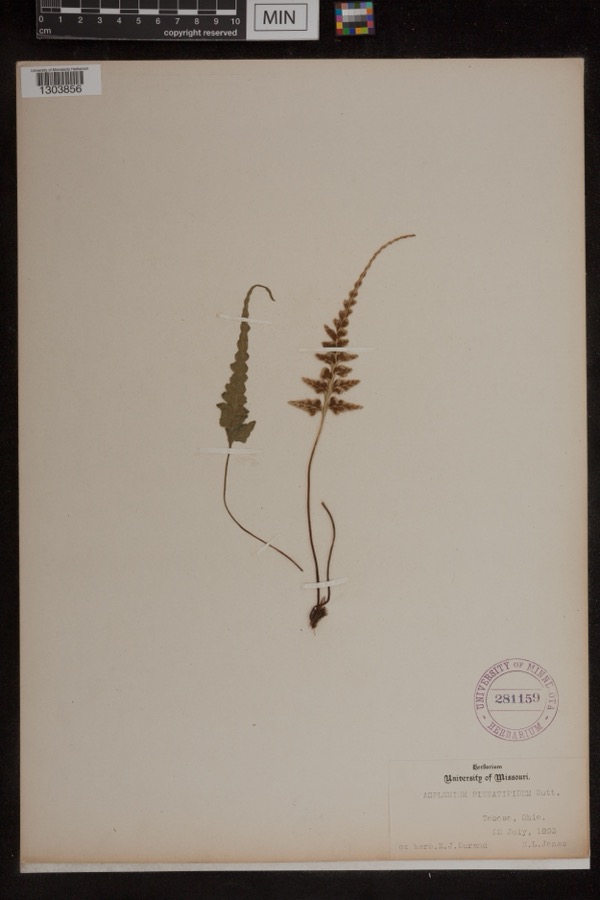 Specimen of Asplenium pinnatifidum Nutt.