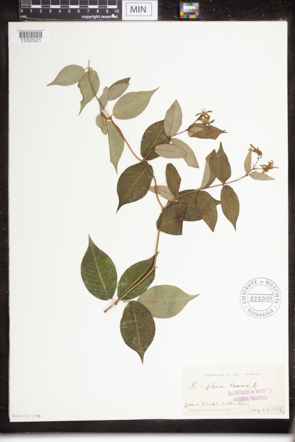 Specimen of Periploca graeca L.