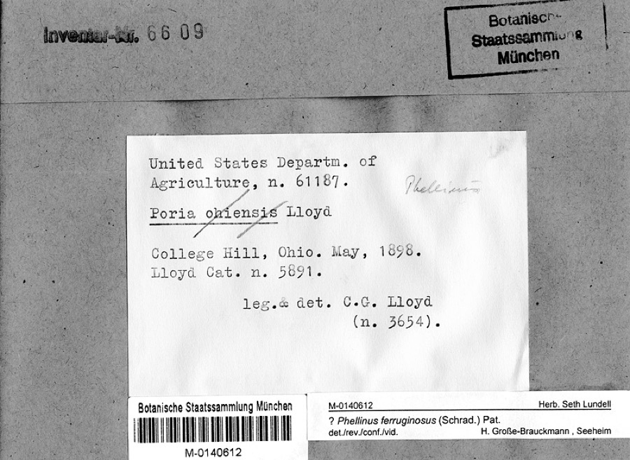 Specimen of Phellinus ferruginosus (Schrad.) Pat.