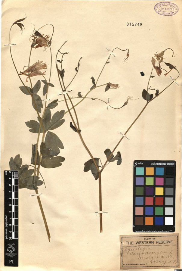Specimen of Aquilegia canadensis L.