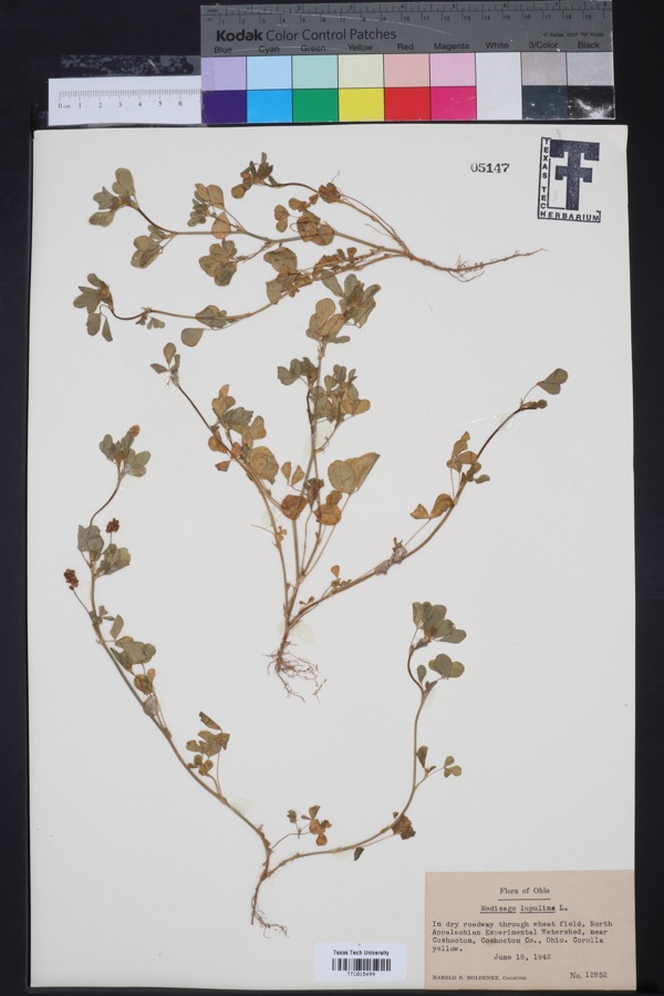 Specimen of Medicago lupulina L.