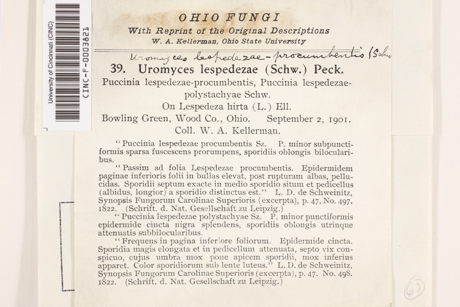 Specimen of Uromyces lespedezae-procumbentis (Schwein.) Lagerh.