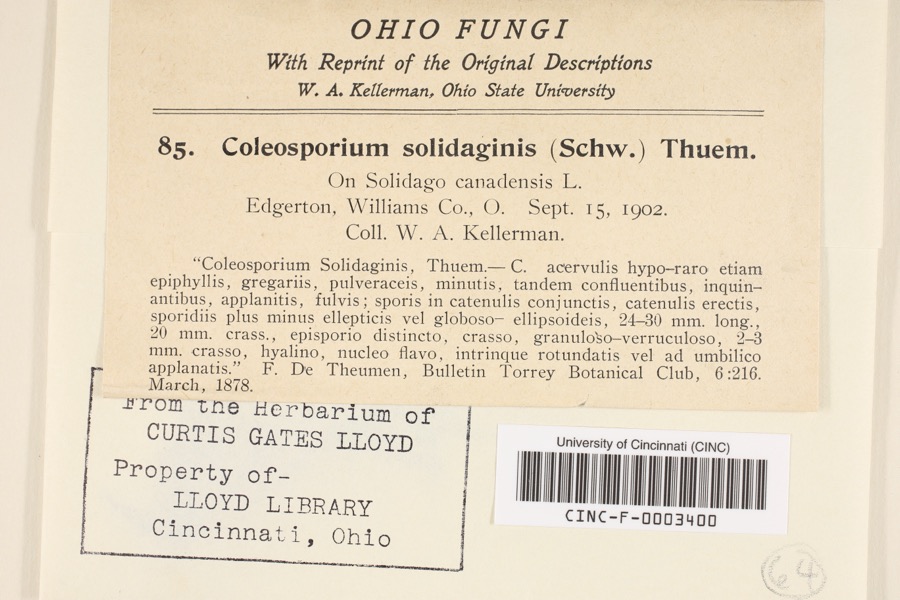 Specimen of Coleosporium asterum (Dietel) Syd. & P.Syd.