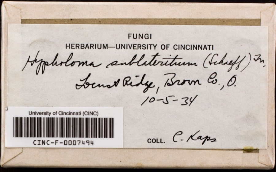 Specimen of Hypholoma lateritium (Schaeff.) P.Kumm.
