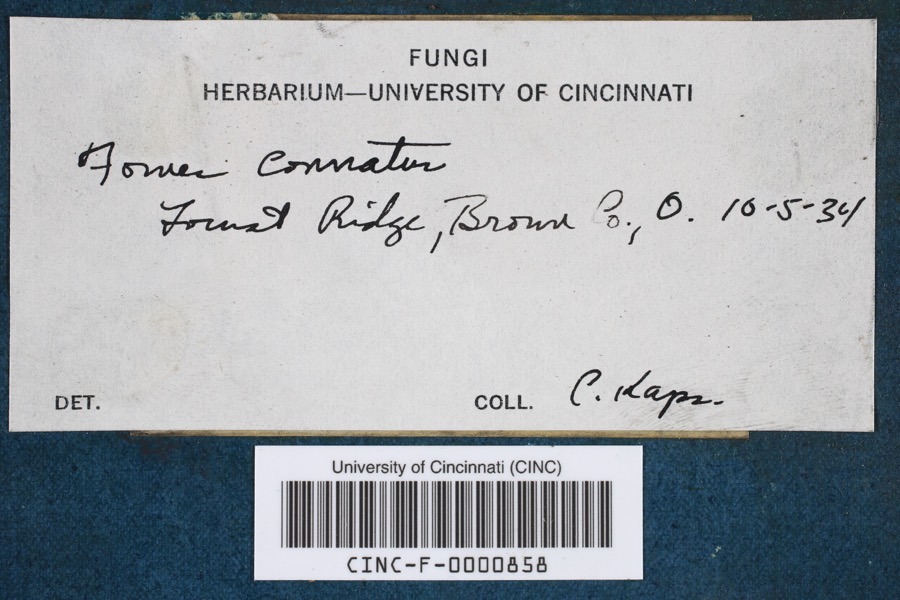 Specimen of Fomes conchatus (Pers.) Gillet