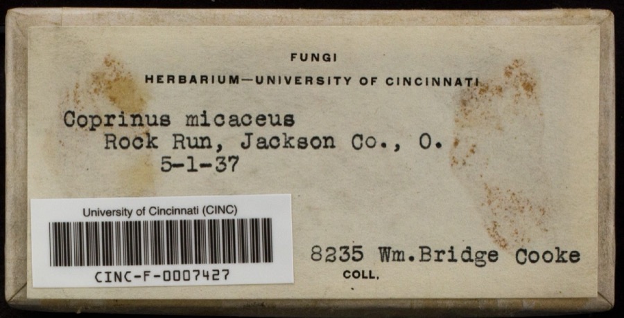 Specimen of Coprinellus micaceus (Bull.) Vilgalys, Hopple & Jacq.Johnson