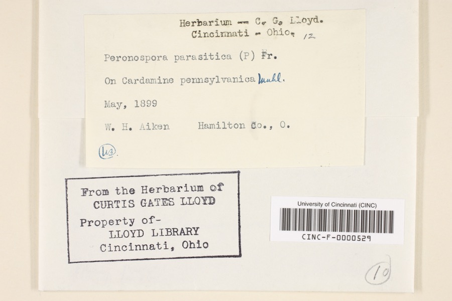 Specimen of Peronospora parasitica (Pers.) De Bary