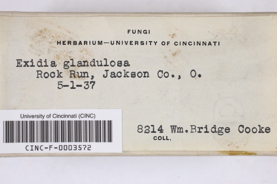 Specimen of Exidia glandulosa (Bull.) Fr.
