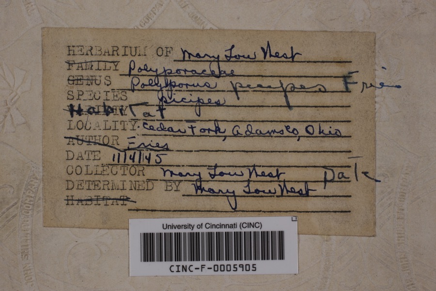 Specimen of Polyporus picipes Rostk.
