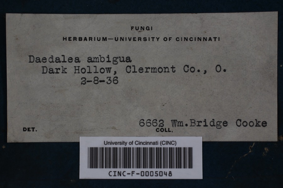 Specimen of Daedalea ambigua Berk.