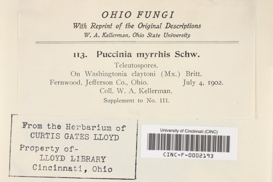 Specimen of Puccinia myrrhis Alb. & Schwein.