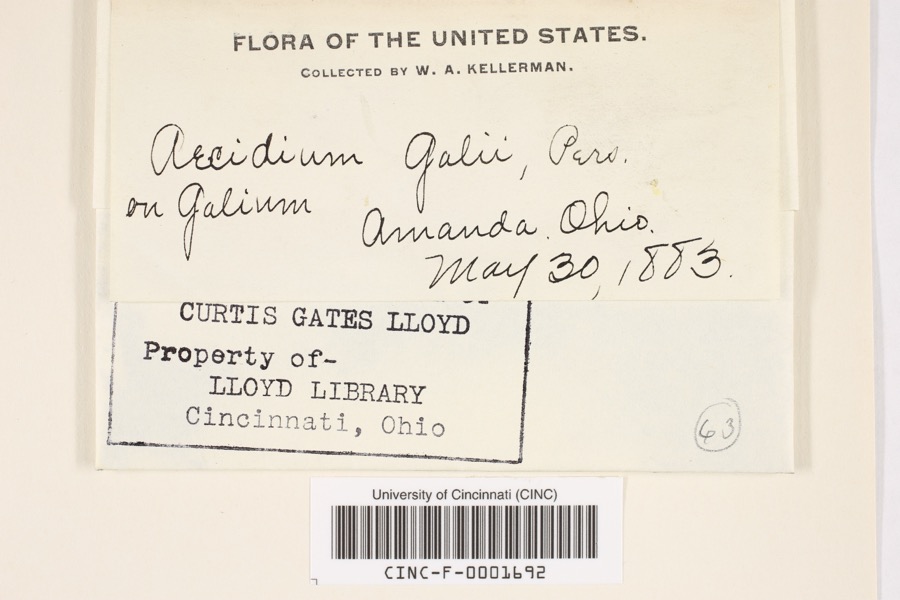 Specimen of Aecidium galii Pers.