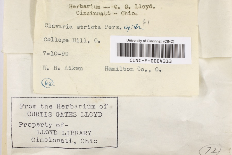 Specimen of Clavaria striata Pers.