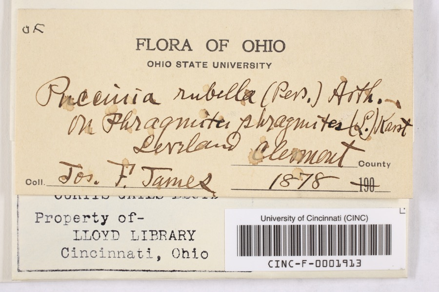 Specimen of Puccinia rubella (Pers. ex J.F.Gmel.) Arthur