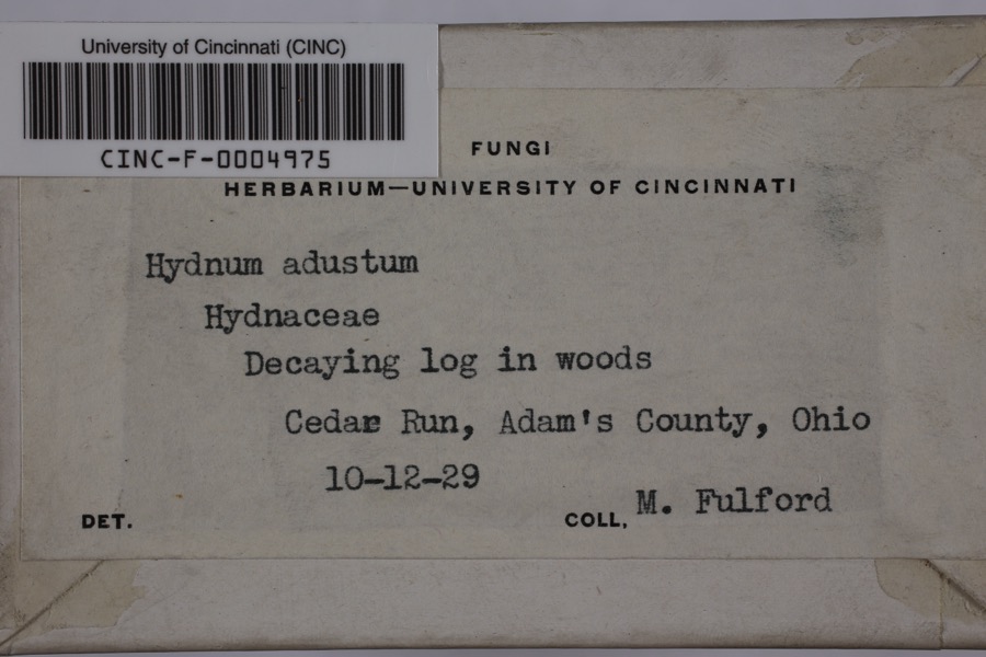 Specimen of Mycorrhaphium adustum (Schwein.) Maas Geest.