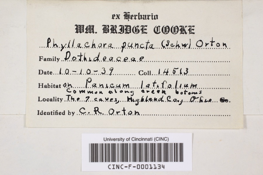 Specimen of Phyllachora puncta (Cooke) Cooke