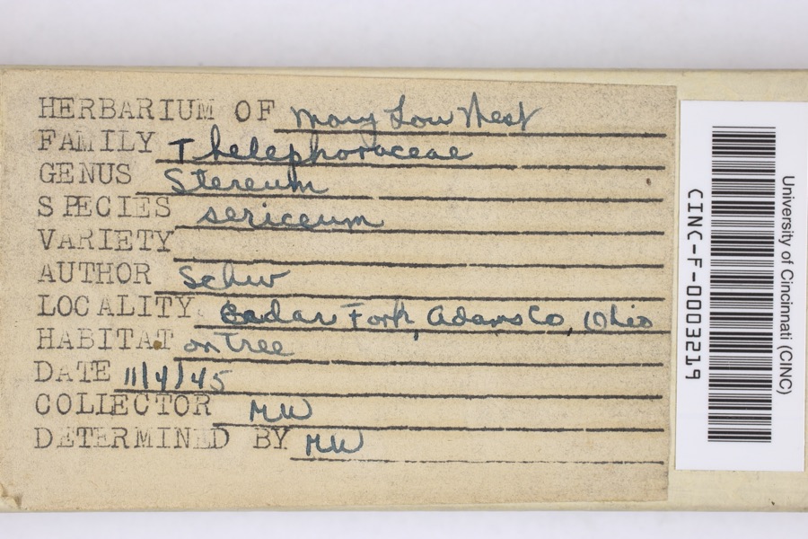 Specimen of Stereum sericeum Sacc.