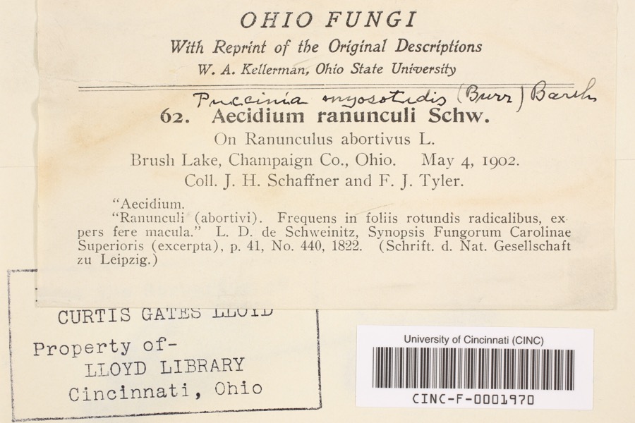 Specimen of Aecidium ranunculi Schwein.