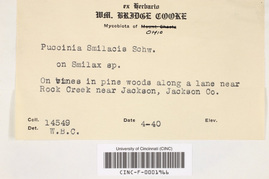 Specimen of Puccinia smilacis Schwein.