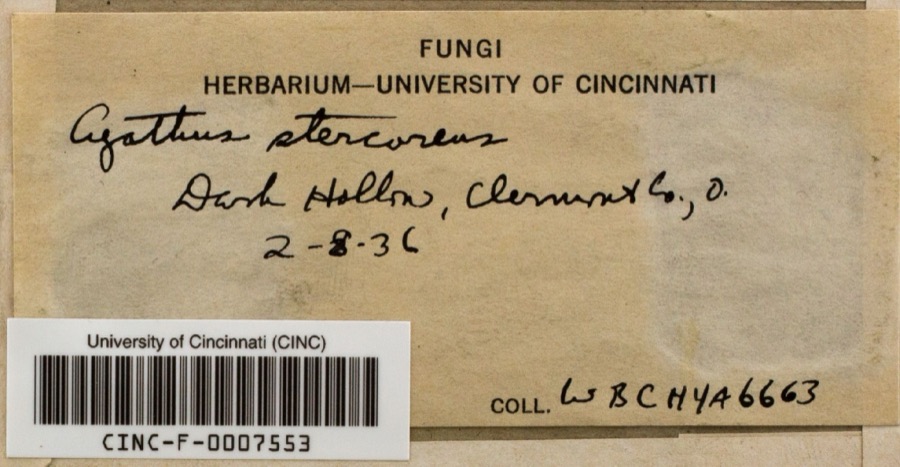 Specimen of Cyathus stercoreus (Schwein.) De Toni